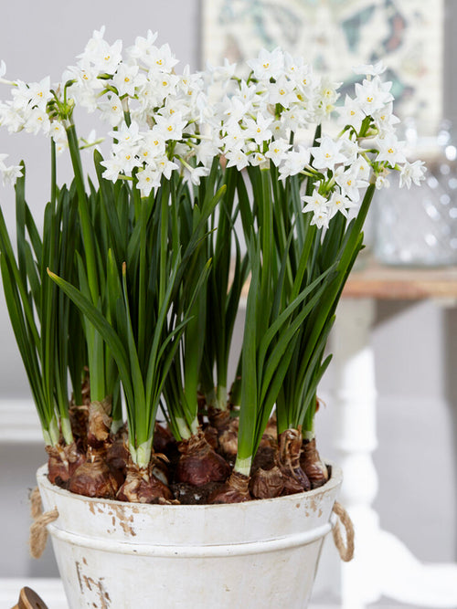 Inomhus Narcissus Tazett (Ziva) | DutchGrown™