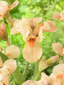 Skäggiris Apricot Silk