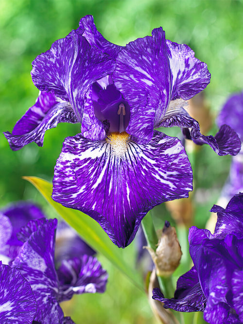 Beställ dina barrotade Iris för leverans under våren!