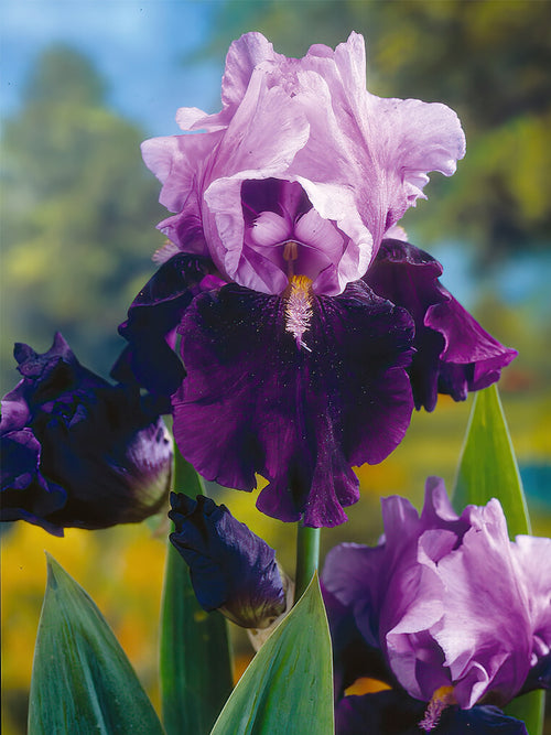 Beställ dina barrotade Iris för leverans under våren! Skäggiris