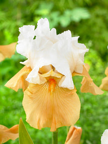 Skäggiris 'Pumpkin Cheesecake' (Iris Germanica)