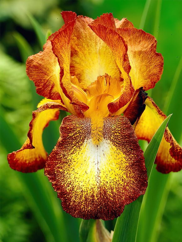 Beställ dina barrotade Iris för leverans under våren! | DutchGrown™