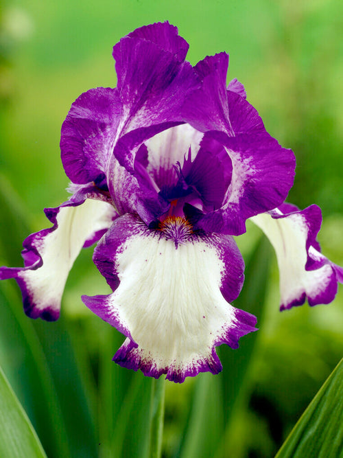 Skäggiris 'Stepping Out' (Iris Germanica)