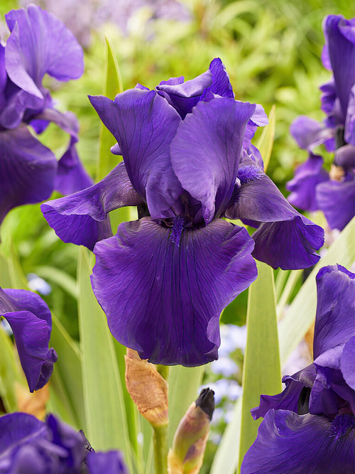Beställ dina barrotade Iris för leverans under våren!
