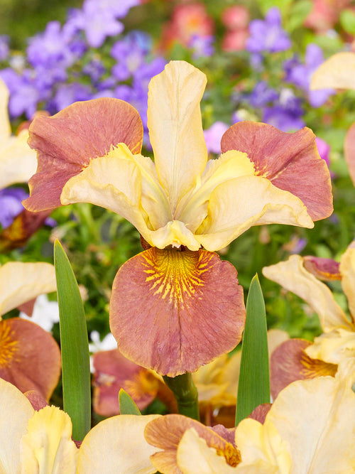 Sibirisk Iris 'Drink your Tea' (Iris Sibirica)