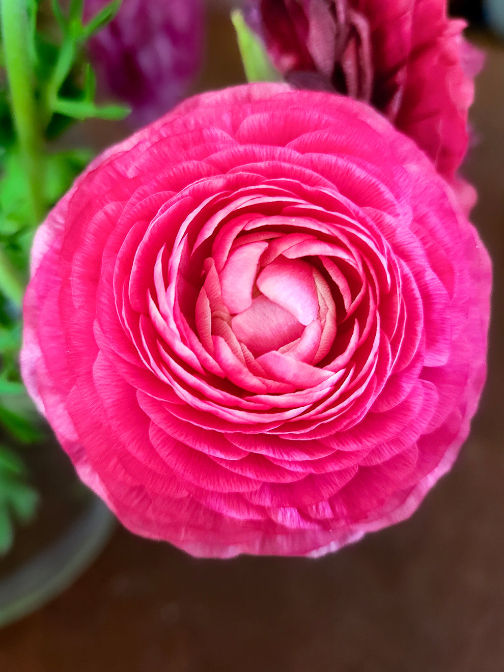 Ranukel Rosa 10 Ranunkeln Elegance Rosa – mit Iris, Rosen und Ranunkeln – XOCFB