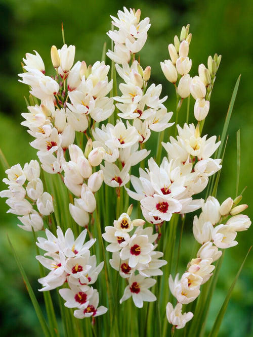 Köp Ixia Giant