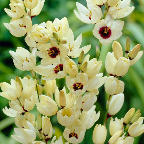 Ixias Köp Ixia Hogarth