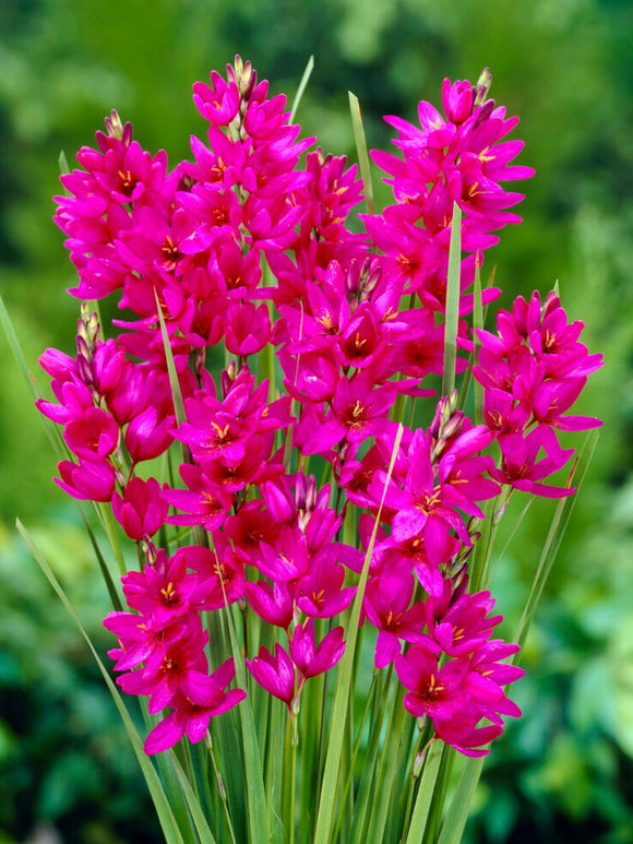 Köp Ixia Mabel 
