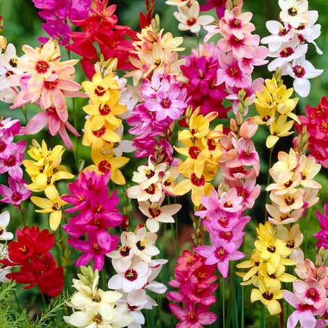 Köp Ixia Mixed från DutchGrown™