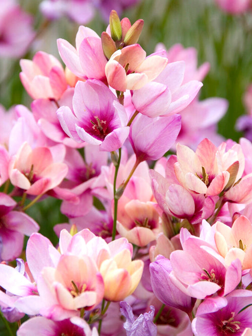 Ixia Rosa - Blomsterlökar från Holland | DutchGrown™