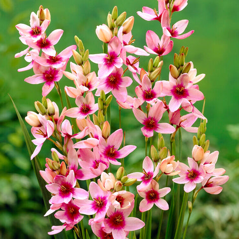 Ixias Ixia Rosa - Blomsterlökar från Holland | DutchGrown™