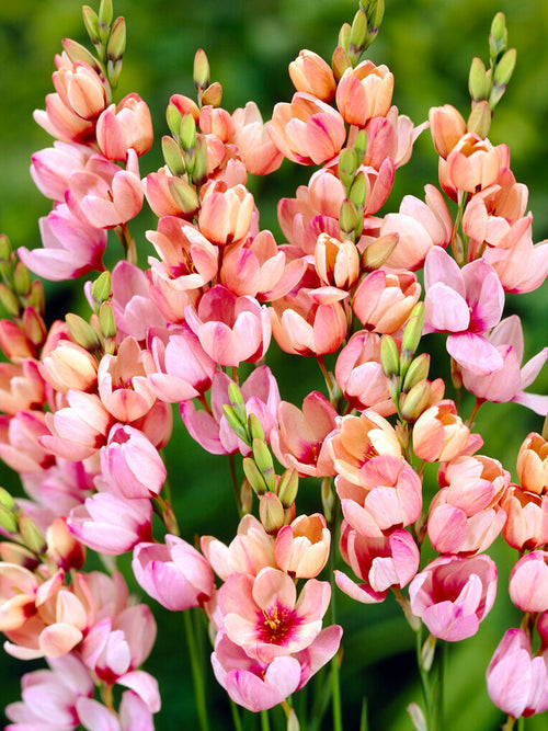Ixia Rosa - Blomsterlökar från Holland | DutchGrown™