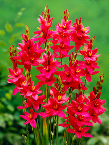 Ixia Röd