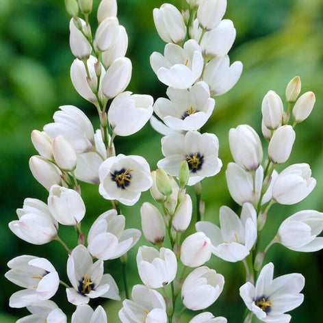 Ixia Vit Blomsterlökar från DutchGrown™