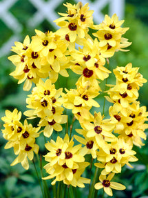 Ixia Gul
