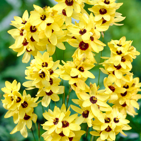 Ixia Gul | Från Holland hos DutchGrown™