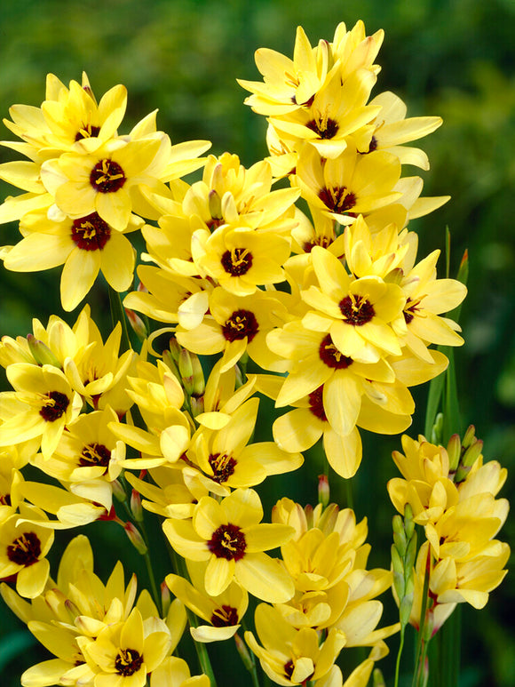 Ixia Gul | Från Holland hos DutchGrown™