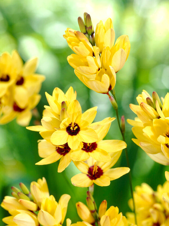 Ixia Gul | Från Holland hos DutchGrown™