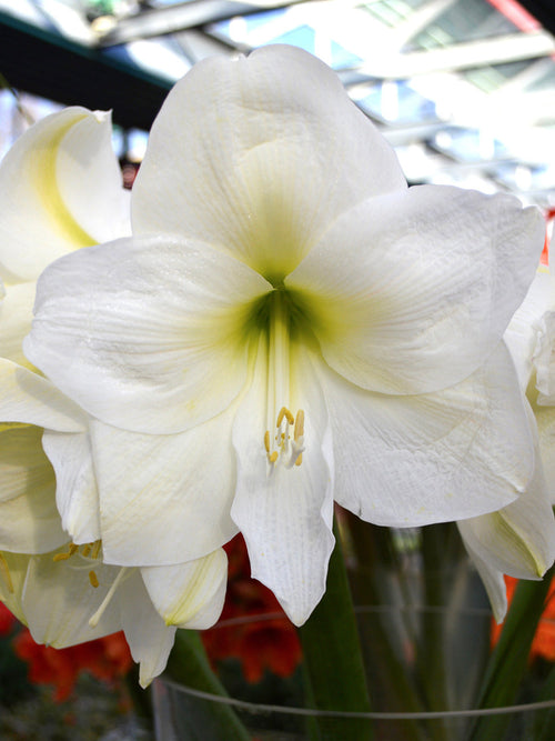 Amaryllis Christmas Gift från DutchGrown™