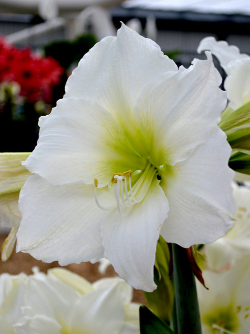 Köp Amaryllis Christmas Gift från DutchGrown™