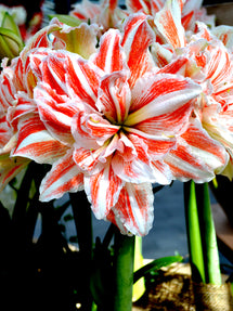 Dubbel Amaryllis Dancing Queen