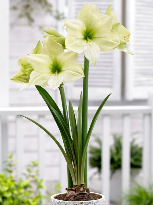 Köp Amaryllis Luna från Holland hos DutchGrown™