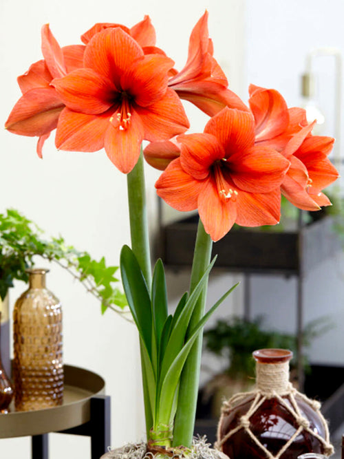 Köp Amaryllis Orange Desire Blomsterlökar | DutchGrown™