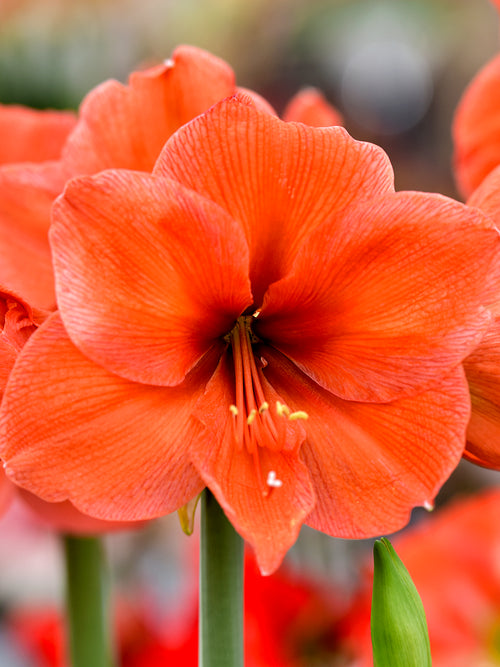 Amaryllis Orange Desire Blomsterlökar | DutchGrown™