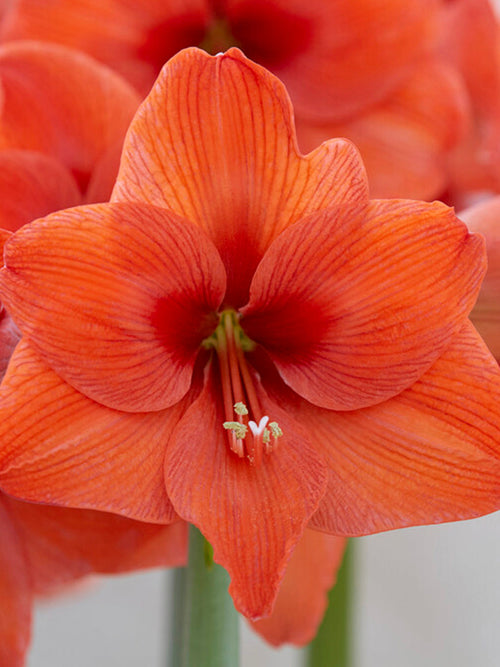 Köp Amaryllis Orange Desire | DutchGrown™