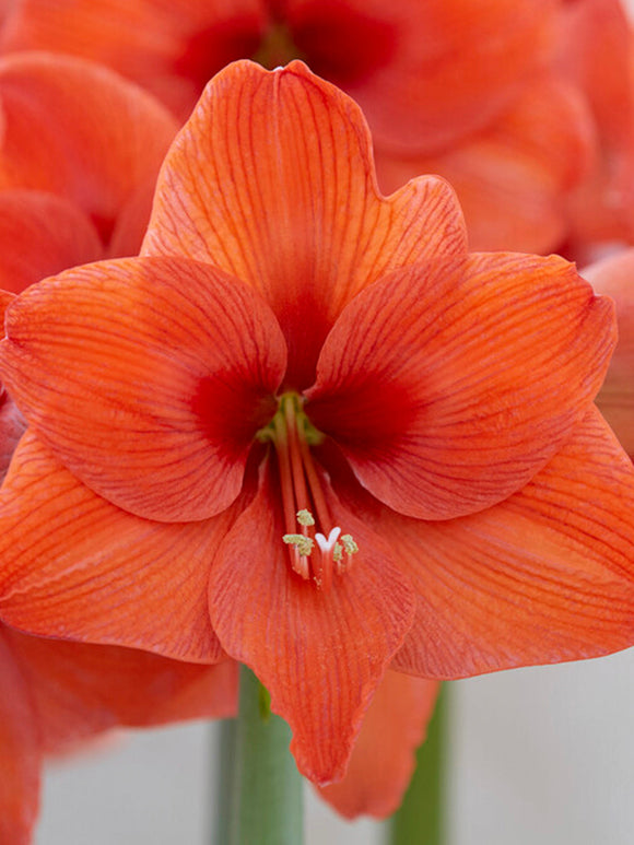 Köp Amaryllis Orange Desire | DutchGrown™