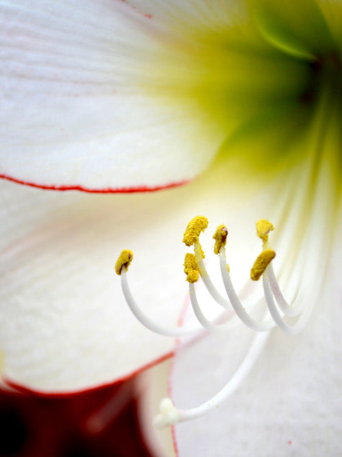 Köp Amaryllis Picotee från Holland