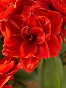 Dubbel Amaryllis Red Nymph