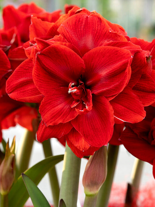 Köp Dubbel Amaryllis Red Nymph från Holland | DutchGrown™