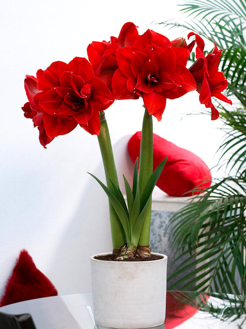 Köp Dubbel Amaryllis Red Nymph | DutchGrown™