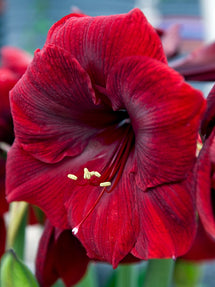 Amaryllis Royal Velvet