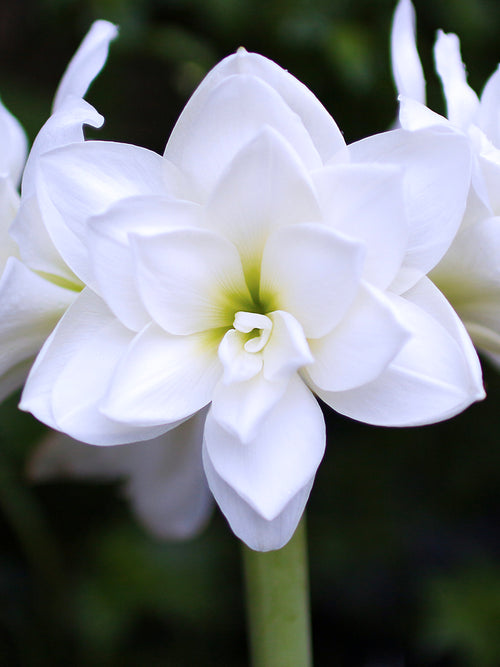 Köp Dubbel Amaryllis White Nymph från Holland | DutchGrown™