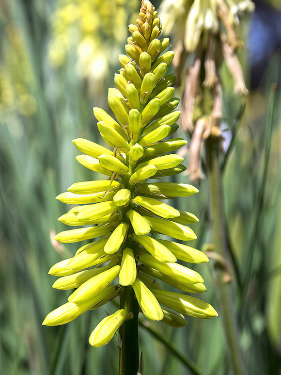 Köp Fackellilja Citrina (Kniphofia)