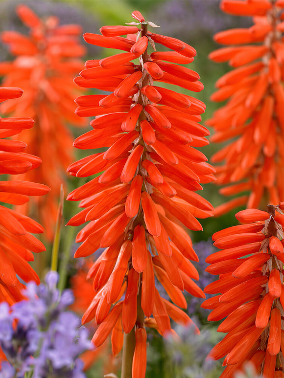 Fackellilja Elvira (Kniphofia)