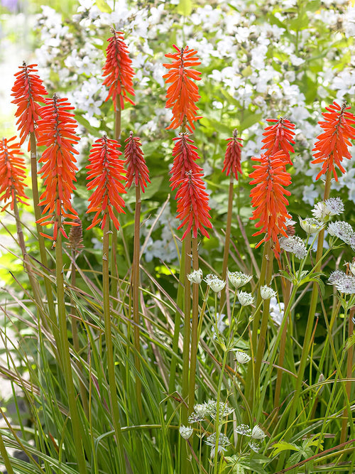 Köp Fackellilja Elvira (Kniphofia)