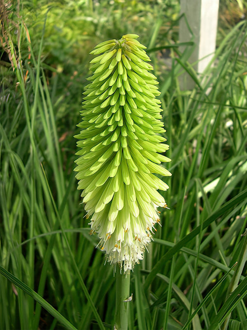 Fackellilja Ice Queen (Kniphofia) | DutchGrown™ Sverige