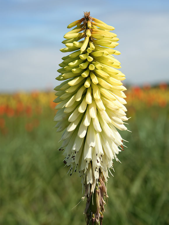 Köp Fackellilja Ice Queen (Kniphofia)