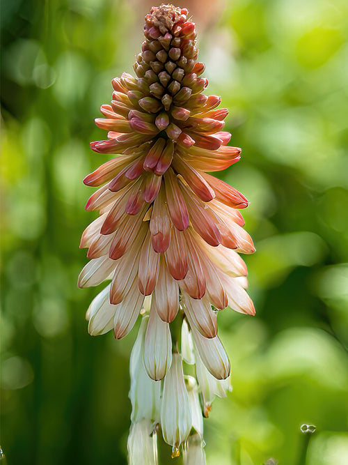 Köp Fackellilja Orange Vanilla Popsicle (Kniphofia)