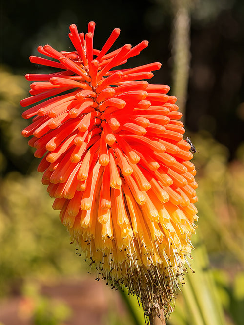 Köp Fackellilja Rooperi (Kniphofia)