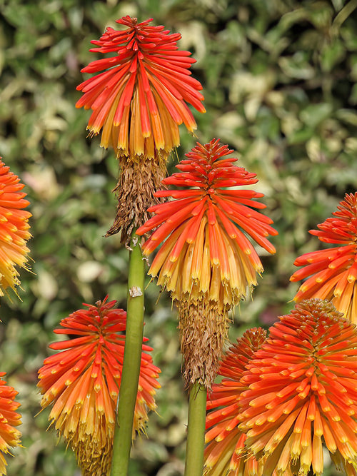 Fackellilja Rooperi (Kniphofia)