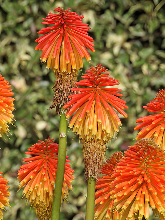Fackellilja Rooperi (Kniphofia)