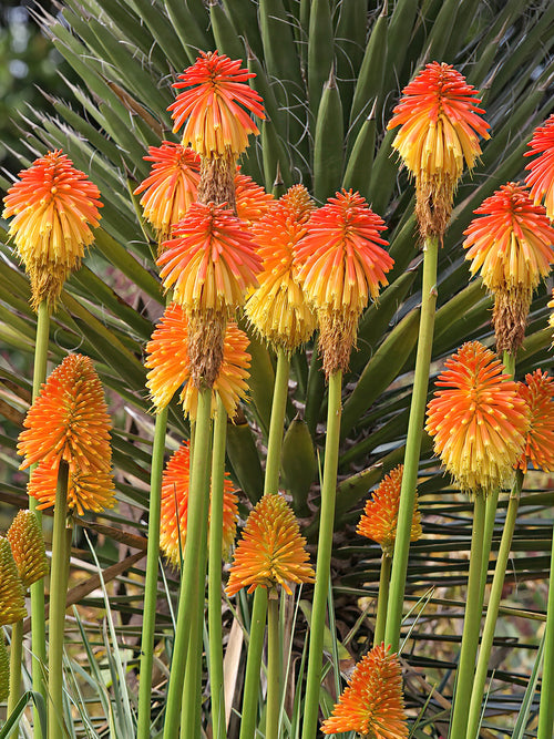 Fackellilja Rooperi (Kniphofia) | DutchGrown™ Sverige