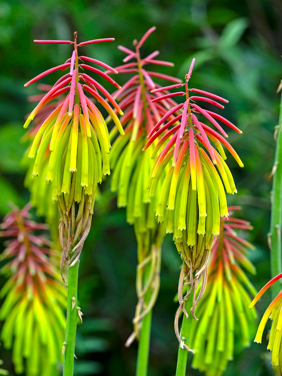 Fackellilja Rufa Rasta (Kniphofia)