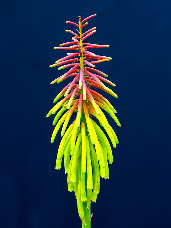 Fackellilja Rufa Rasta (Kniphofia)