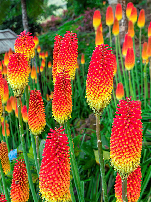 Fackellilja Uvaria (Kniphofia)